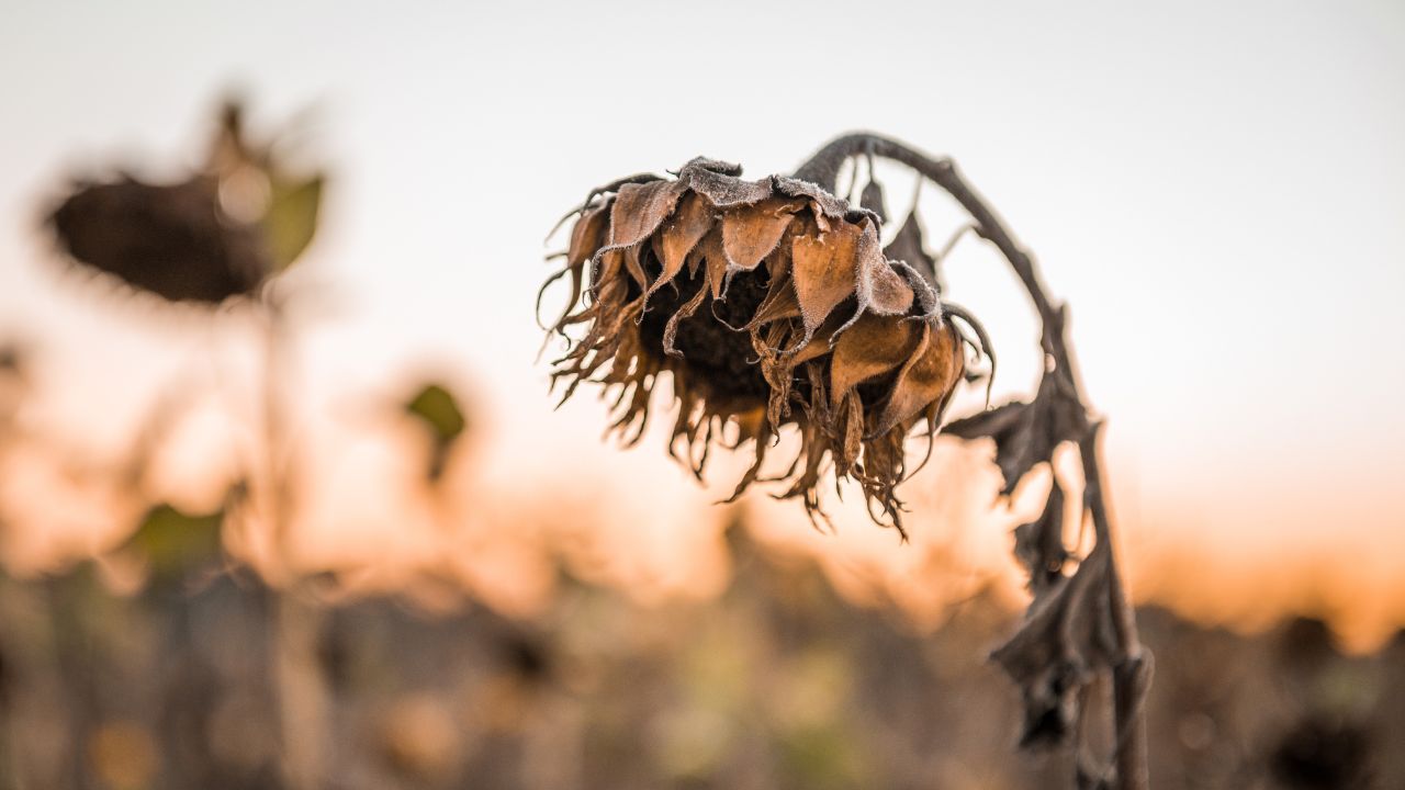 O cotidiano permite entender a transitoriedade?