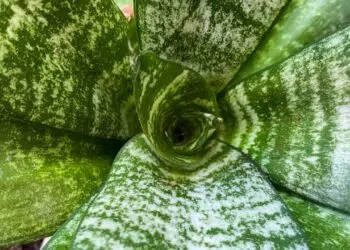 O que são Sansevierias? As poderosas Espadas de São Jorge