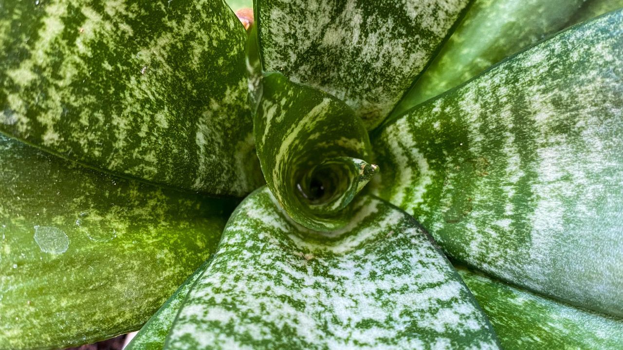 O que são Sansevierias? As poderosas Espadas de São Jorge