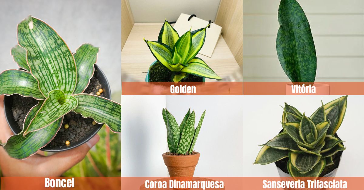 O que são Sansevierias?