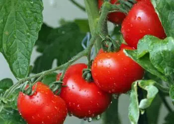 6 árvores frutíferas para cultivar em seu apartamento