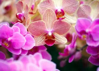 Quais os melhores tipos de orquídeas para cada ambiente?