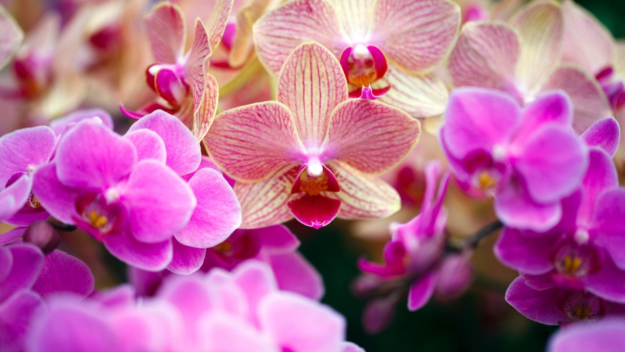 Quais os melhores tipos de orquídeas para cada ambiente?