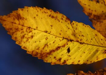 Por que a plantas ficam com folhas amarelas?