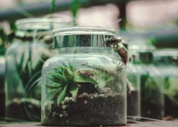 Terrário ou Mini jardim? Conheça a diferença