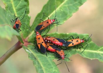 Como eliminar pragas do jardim?