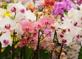 Como manter suas orquídeas saudáveis?