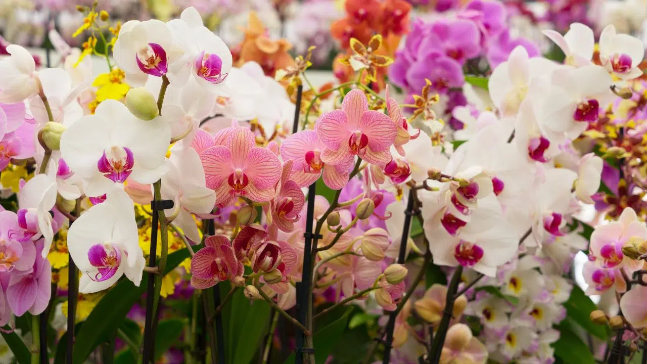 Como manter suas orquídeas saudáveis?