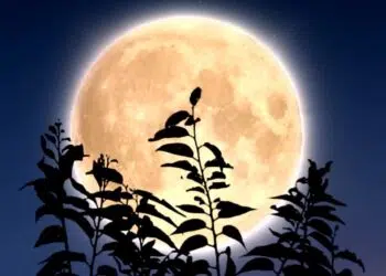 A Lua nos Signos do Zodíaco: A posição da Lua no seu nascimento