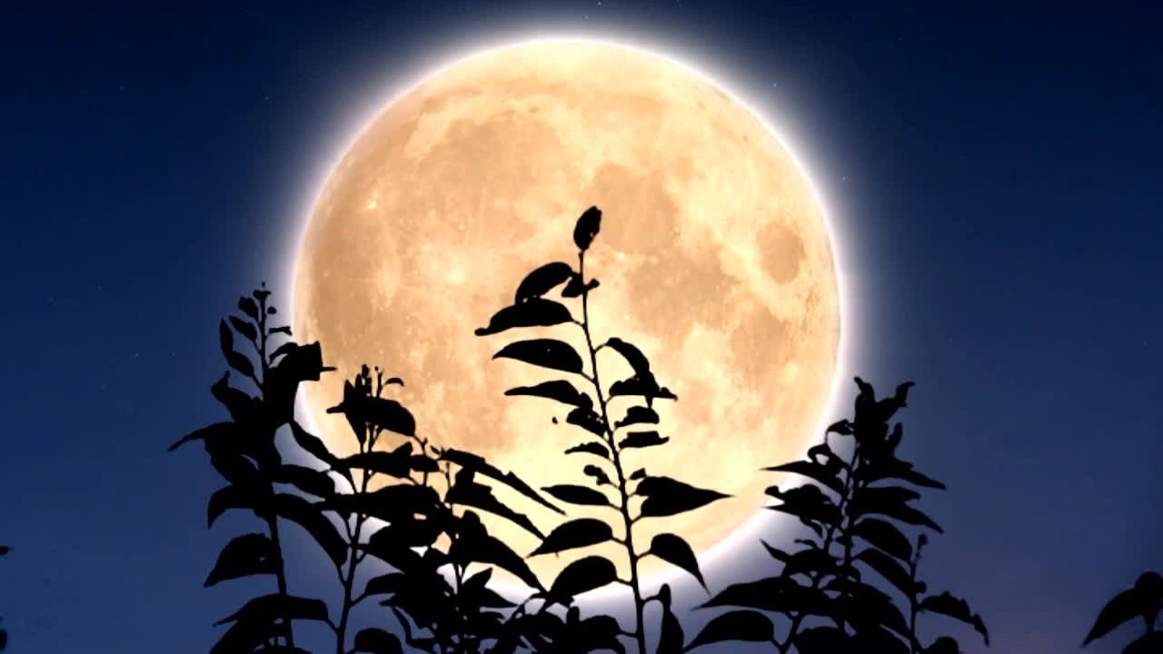 A Lua nos Signos do Zodíaco: A posição da Lua no seu nascimento