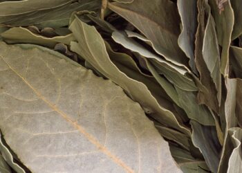 Simpatia das 3 folhas de Louro para realizar desejos