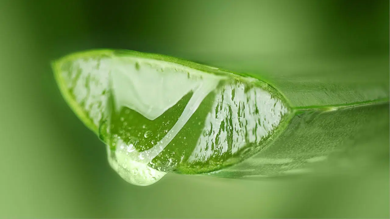 Simpatia com Aloe Vera