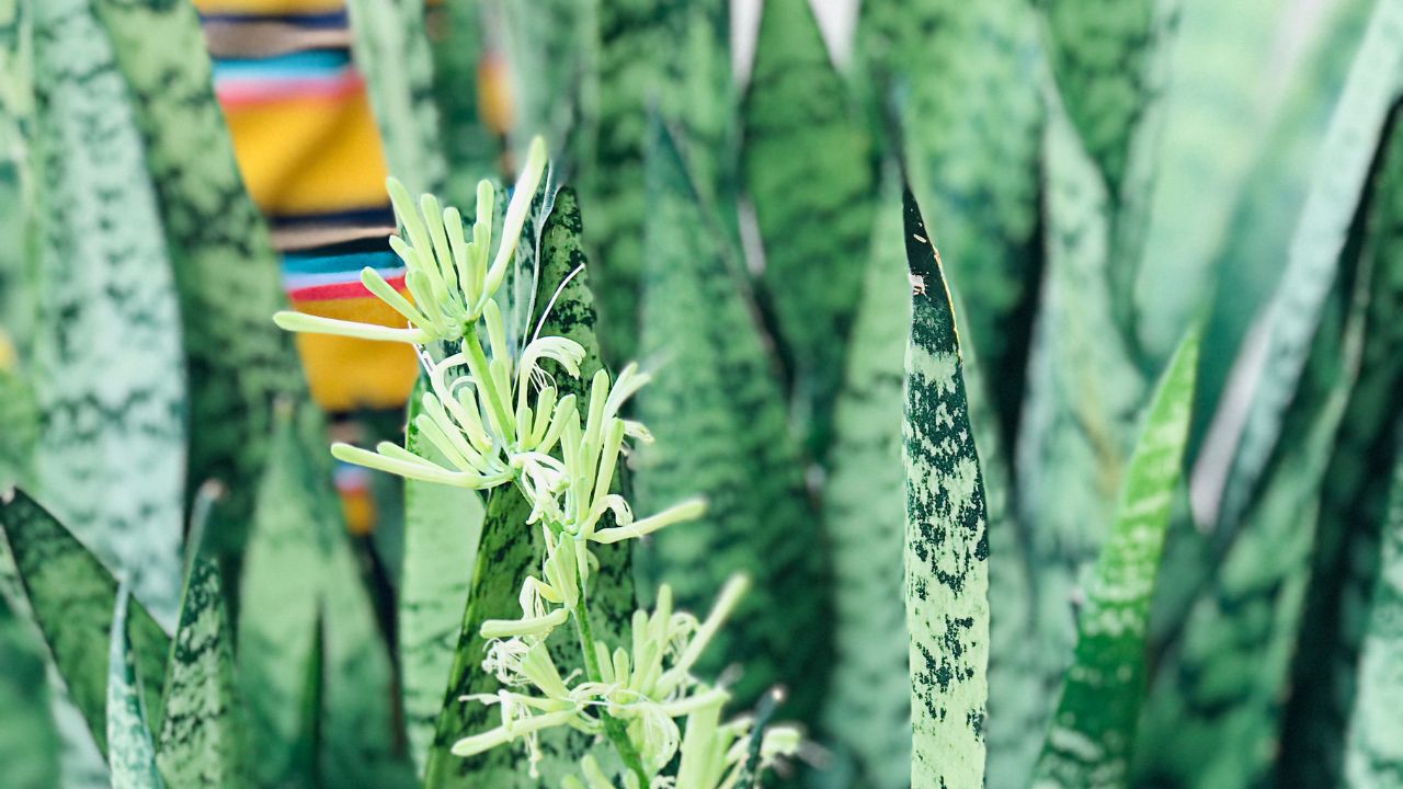 Simpatia da Espada de São Jorge para proteção e purificação