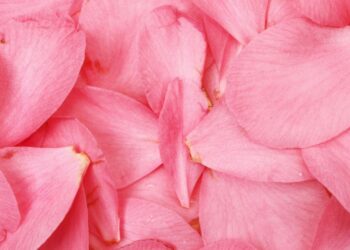 Simpatia das pétalas de rosa para intenções específicas