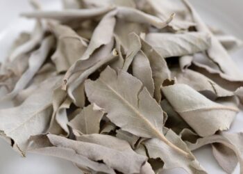 Simpatia com sálvia para purificação e proteção