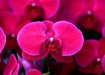 Como cuidar da Orquídea Borboleta?