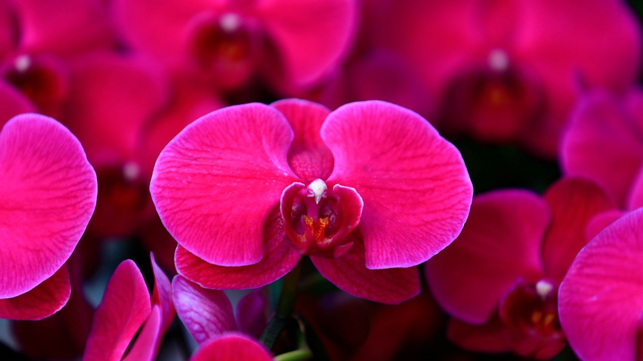 Como cuidar da Orquídea Borboleta?