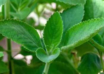 Banho de Boldo: Ritual de descarrego para eliminar energias negativas