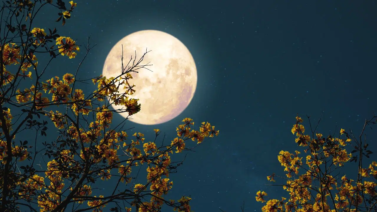 Lua cheia das flores (23/05): significado cultural e espiritual