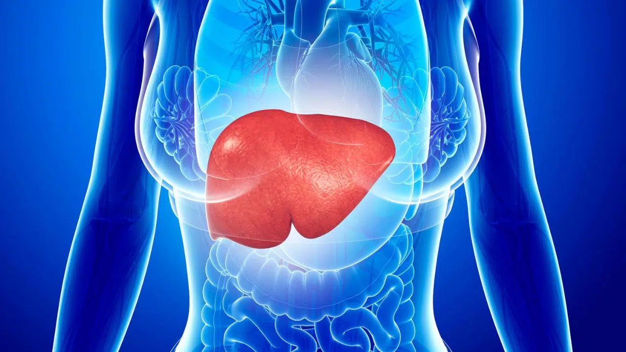 Fígado: visão metafísica de um gestor eficaz e multitarefas