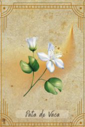 card-13
