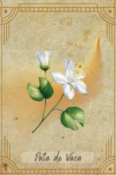 card-19
