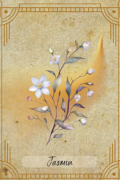 card-24