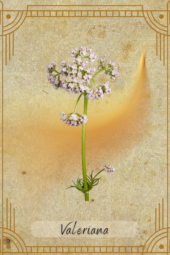 card-9