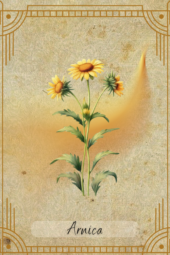 card-23
