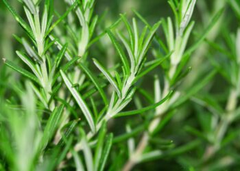 Alecrim: benefícios, usos medicinais e como utilizar no dia a dia