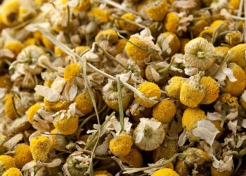 Camomila: benefícios, usos medicinais e como utilizar no dia a dia