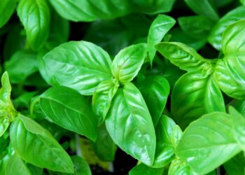 Manjericão: benefícios, usos Medicinais e como utilizar no dia a dia