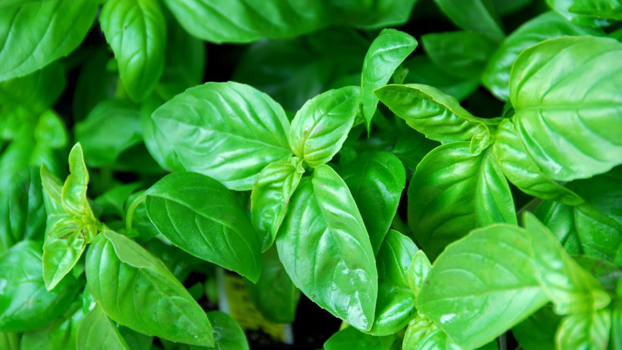 Manjericão: benefícios, usos Medicinais e como utilizar no dia a dia