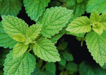 Erva-cidreira: benefícios, usos medicinais e como utilizar no dia a dia