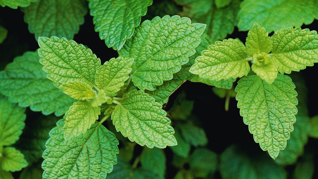 Erva-cidreira: benefícios, usos medicinais e como utilizar no dia a dia