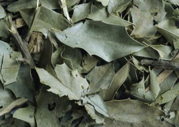 Espinheira-santa: benefícios, usos medicinais e como utilizar no dia a dia