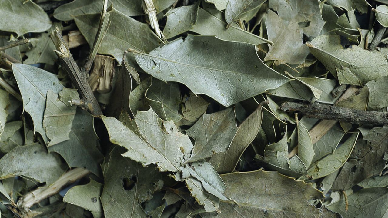 Espinheira-santa: benefícios, usos medicinais e como utilizar no dia a dia