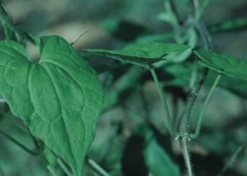 Guaco: benefícios, usos medicinais e como utilizar no dia a dia
