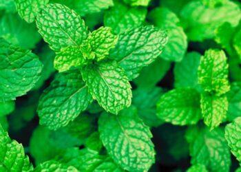 Hortelã: benefícios, usos medicinais e como utilizar no dia a dia