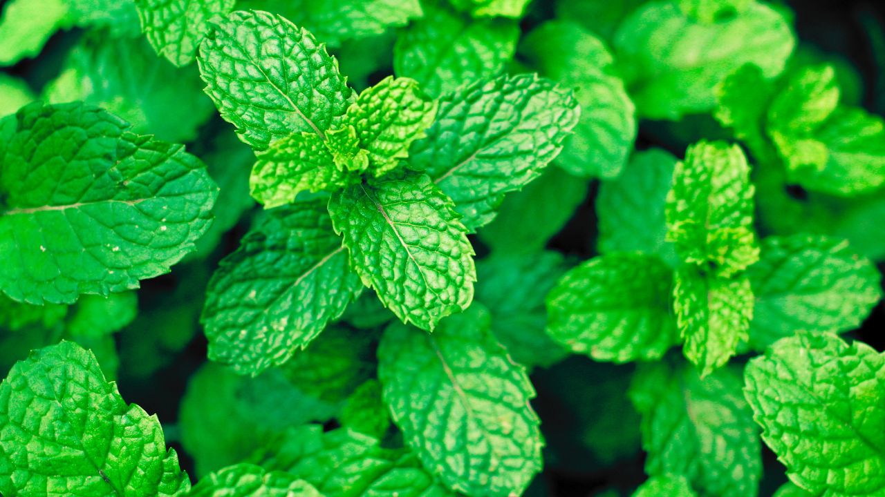 Hortelã: benefícios, usos medicinais e como utilizar no dia a dia