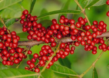 Aroeira: benefícios, usos medicinais e como utilizar no dia a dia