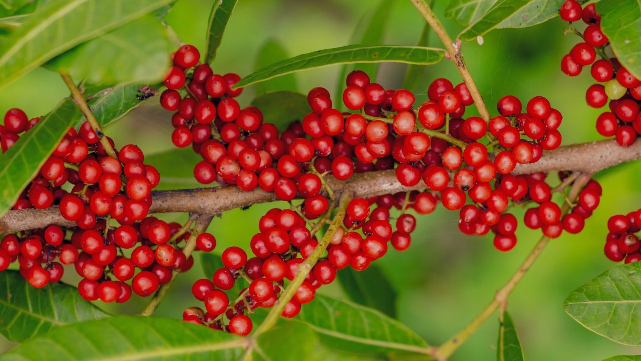 Aroeira: benefícios, usos medicinais e como utilizar no dia a dia