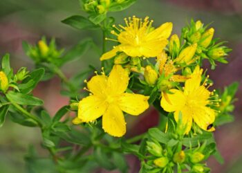 Erva-de-são-joão: benefícios, usos medicinais e como utilizar no dia a dia
