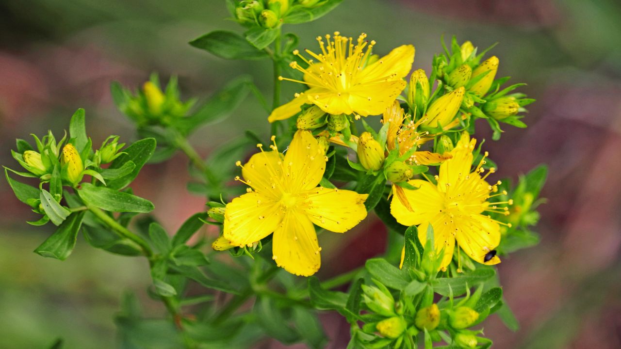 Erva-de-são-joão: benefícios, usos medicinais e como utilizar no dia a dia