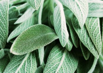 Sálvia: benefícios, usos medicinais e como utilizar no dia a dia