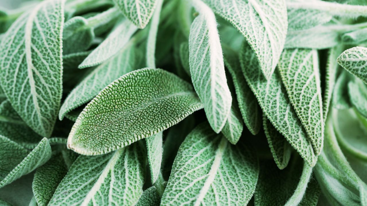 Sálvia: benefícios, usos medicinais e como utilizar no dia a dia