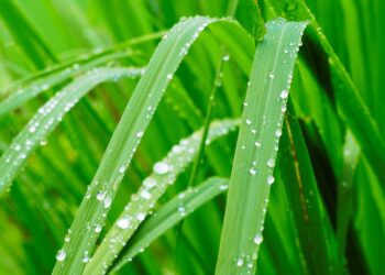 Capim-limão: benefícios, usos medicinais e como utilizar no dia a dia