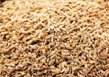 Erva-doce: benefícios, usos medicinais e como utilizar no dia a dia