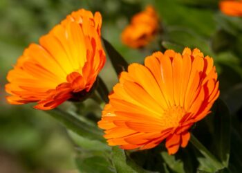 Calêndula: benefícios, usos medicinais e como utilizar no dia a dia