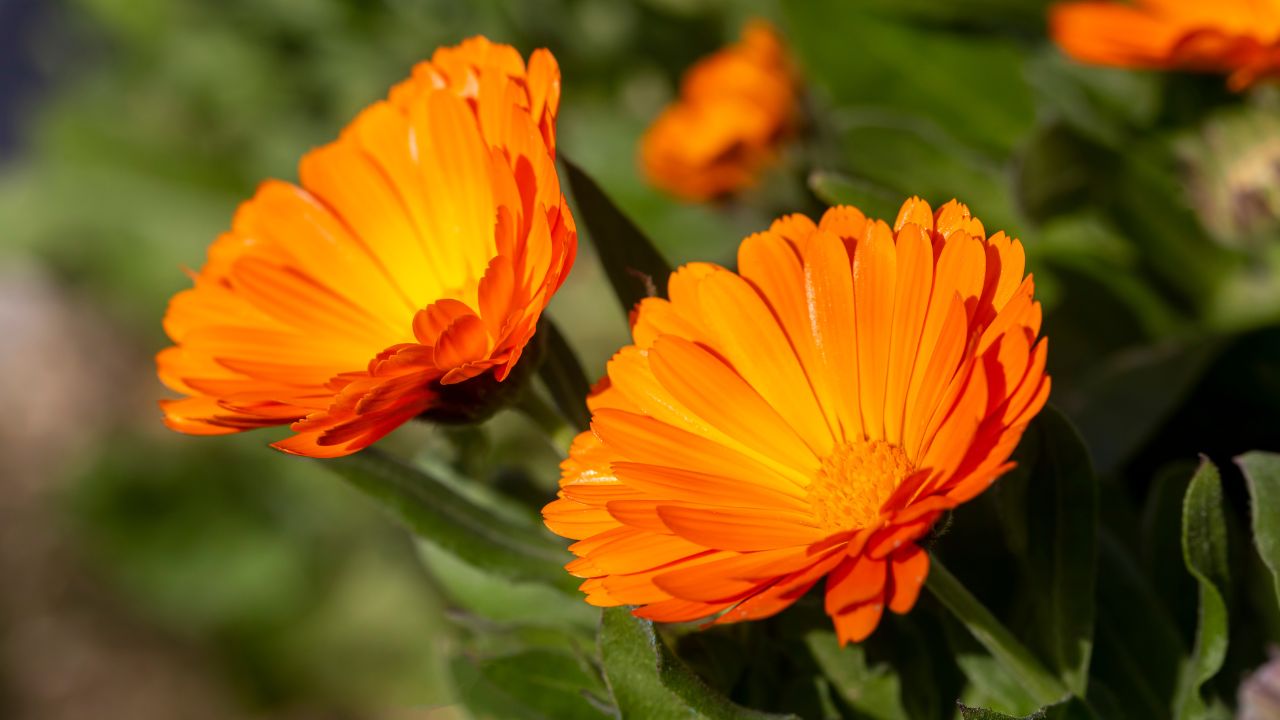 Calêndula: benefícios, usos medicinais e como utilizar no dia a dia